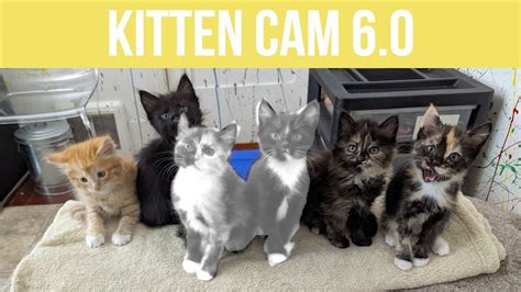 Kitty Cam